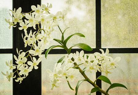 Entry image for Orchid Sheltered from the Rain. Clicking this image will show a larger photo