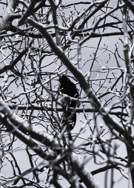 Entry image for Portrait of a Grackle. Clicking this image will show a larger photo