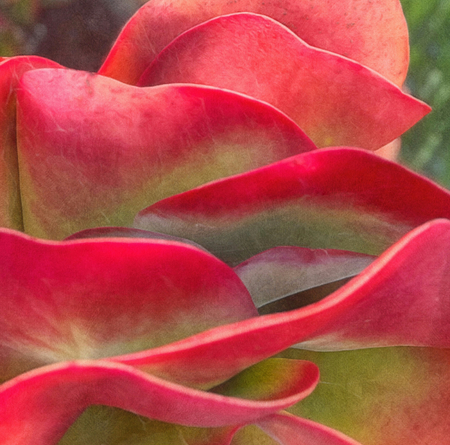 Entry image for Succulent Passion. Clicking this image will show a larger photo