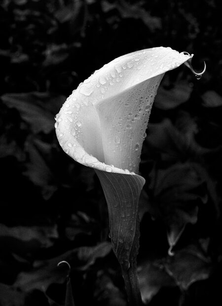 Entry image for Droplets of Purity . Clicking this image will show a larger photo