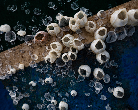 Entry image for Dancing Barnacles on Boat. Clicking this image will show a larger photo