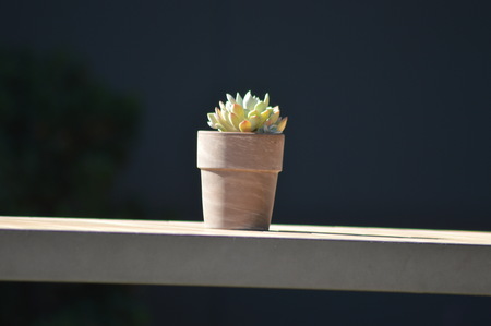 Entry image for Quiet Growth. Clicking this image will show a larger photo