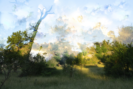 Entry image for Savanna Sunrise. Clicking this image will show a larger photo