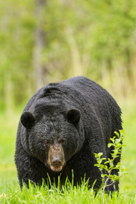 Entry image for Huge. Clicking this image will show a larger photo