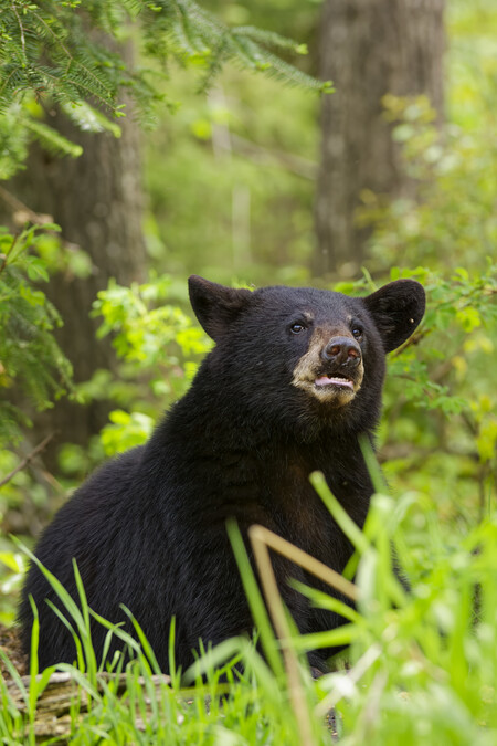 Entry image for In the Forest. Clicking this image will show a larger photo