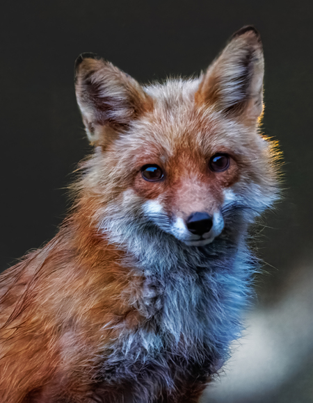 Entry image for Father Fox Portrait. Clicking this image will show a larger photo