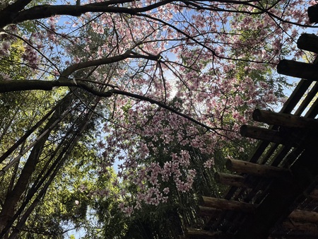 Entry image for The First Spring. Clicking this image will show a larger photo