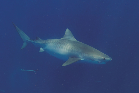 Entry image for Tiger of the Deep. Clicking this image will show a larger photo