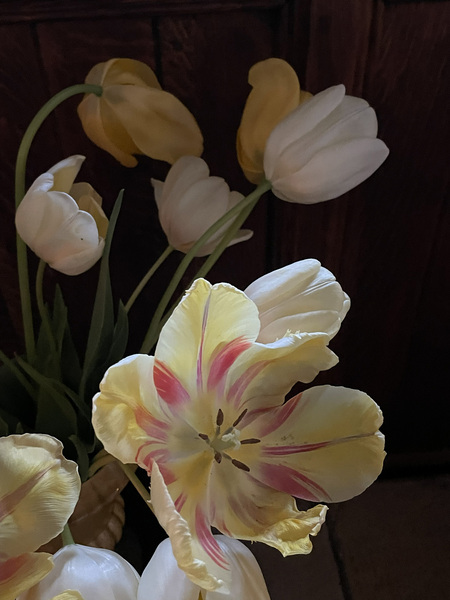 Entry image for Hushed Tulips. Clicking this image will show a larger photo