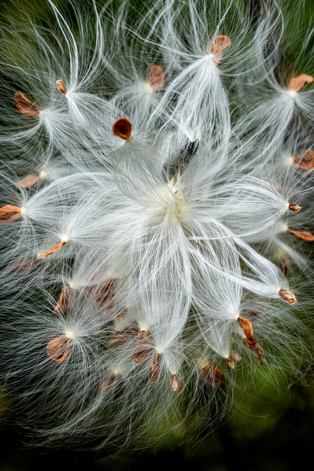 Entry image for Angels Ascending. Clicking this image will show a larger photo