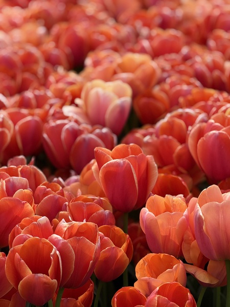 Entry image for Tulipa. Clicking this image will show a larger photo