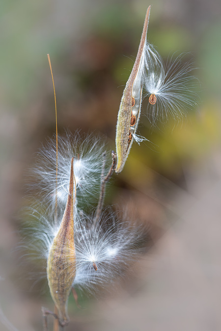 Entry image for Autumn Milkweed. Clicking this image will show a larger photo
