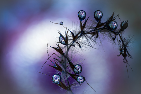 Entry image for Gerbera Daisy Droplets. Clicking this image will show a larger photo