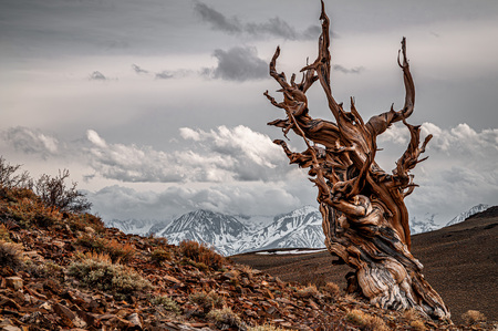 Entry image for Ancient Bristlecone Pine. Clicking this image will show a larger photo