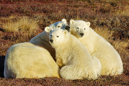 Entry image for Together. Clicking this image will show a larger photo