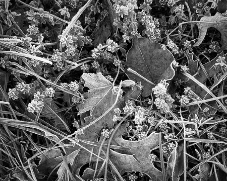 Entry image for Autumn Leaves. Clicking this image will show a larger photo