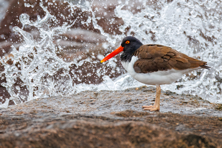 Entry image for Oyster Catcher in the Waves. Clicking this image will show a larger photo