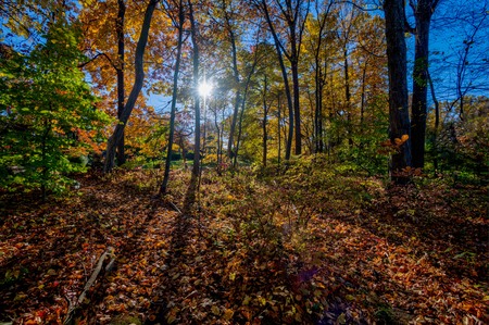 Entry image for Autumn Light. Clicking this image will show a larger photo