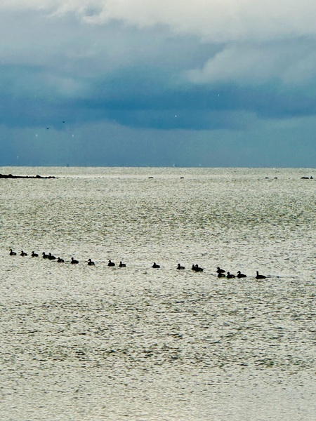 Entry image for Ducks in a row. Clicking this image will show a larger photo
