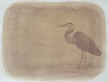 Entry image for Heron - Anthotype print. Clicking this image will show a larger photo