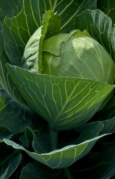 Entry image for Brassica. Clicking this image will show a larger photo
