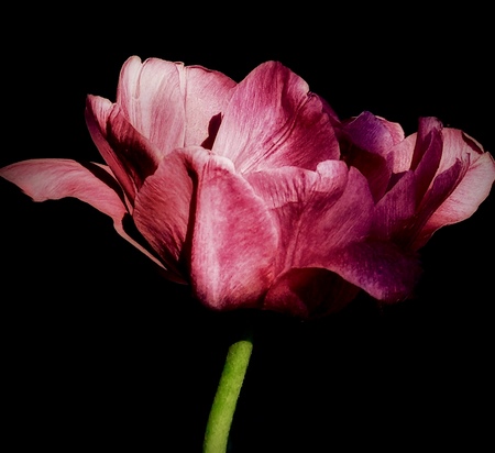 Entry image for Tulipmania. Clicking this image will show a larger photo