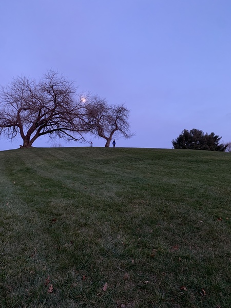 Entry image for Moonlit Apple Trees . Clicking this image will show a larger photo
