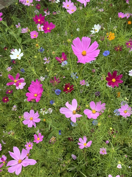 Entry image for Wildflower Whimsy. Clicking this image will show a larger photo