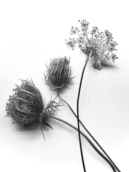 Entry image for Wild carrot. Clicking this image will show a larger photo