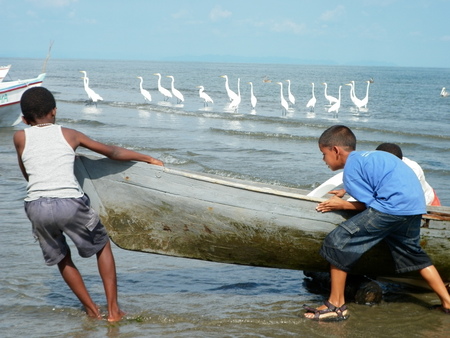 Entry image for Egrets Wait for Fishermen, Caribbean Coast. Clicking this image will show a larger photo