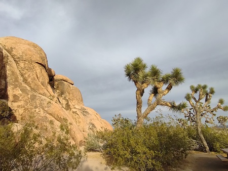 Entry image for Joshua Tree National Park. Clicking this image will show a larger photo