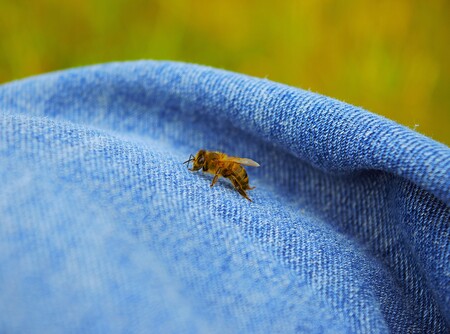 Entry image for Bee Jeans. Clicking this image will show a larger photo