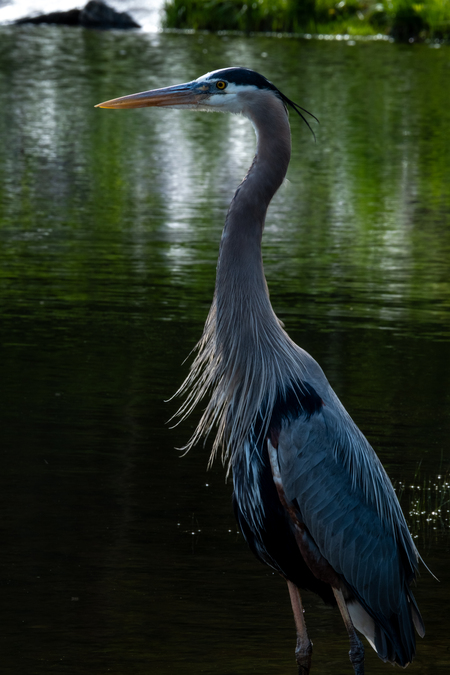Entry image for Great Blue Heron Post-Hunt. Clicking this image will show a larger photo