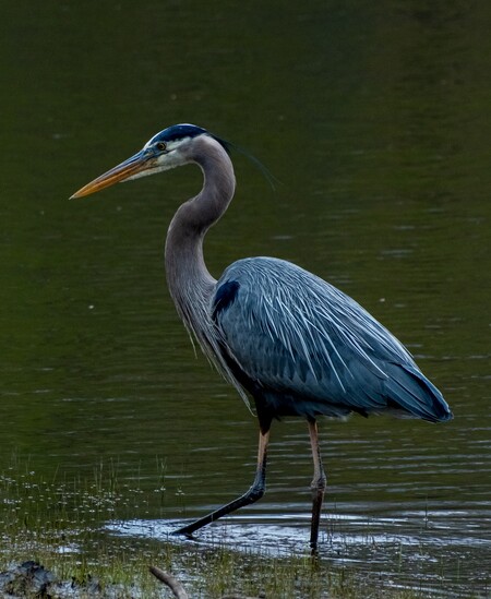Entry image for Wading Blue Heron. Clicking this image will show a larger photo