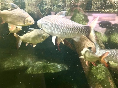 Entry image for Underwater Party. Clicking this image will show a larger photo