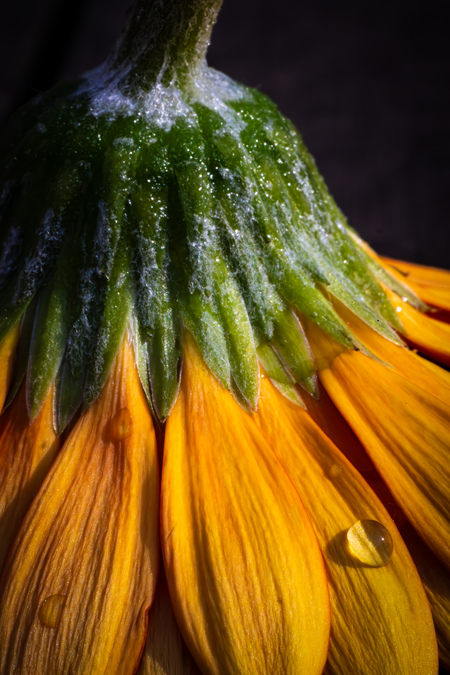 Entry image for Beneath the Bloom. Clicking this image will show a larger photo