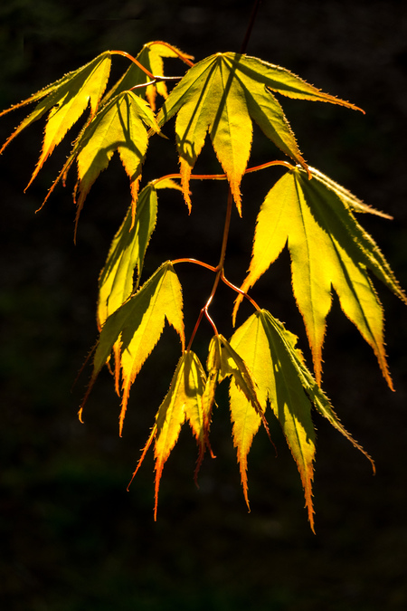 Entry image for Fingers of Nature. Clicking this image will show a larger photo