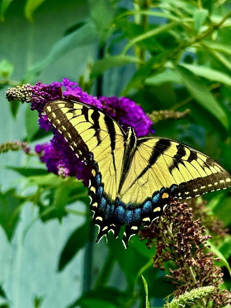 Entry image for Grace and Color. Clicking this image will show a larger photo