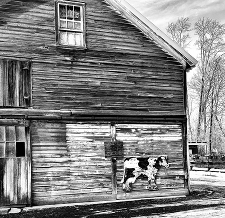 Entry image for Cow Barn . Clicking this image will show a larger photo