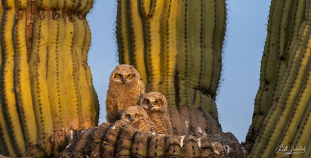 Entry image for The Cactus League . Clicking this image will show a larger photo