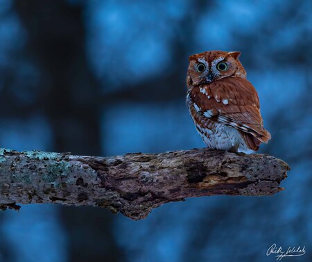 Entry image for When the Night Comes. Clicking this image will show a larger photo