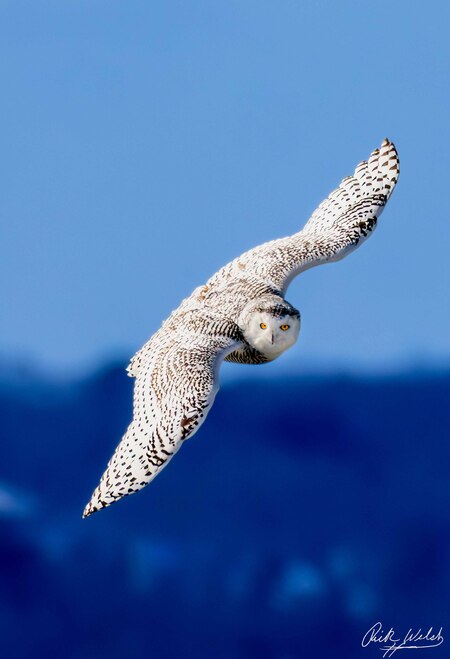 Entry image for Silent Wings of Freedom . Clicking this image will show a larger photo