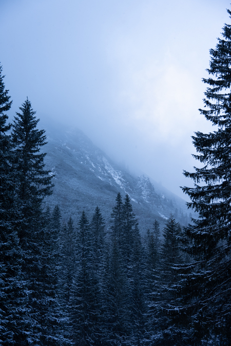 Entry image for Winter Fairytale. Clicking this image will show a larger photo