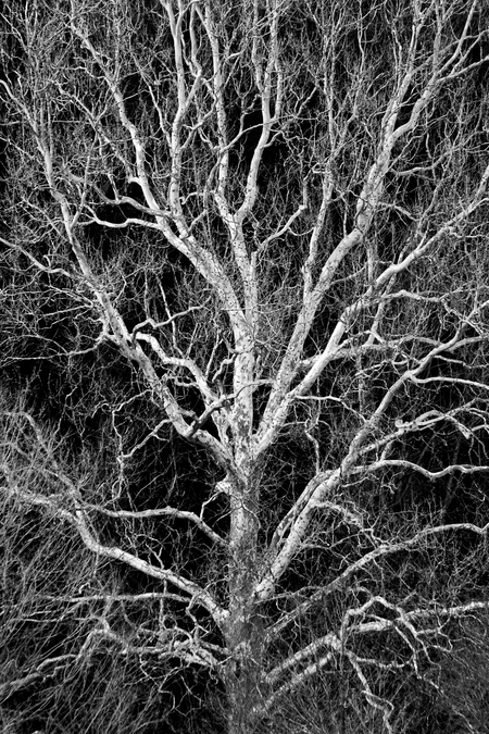 Entry image for Arboreal Arteries. Clicking this image will show a larger photo