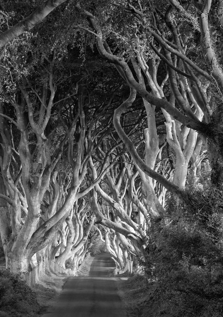 Entry image for The King's Road. Clicking this image will show a larger photo