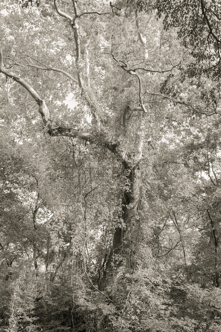 Entry image for Daphne. Clicking this image will show a larger photo
