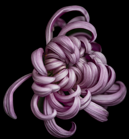Entry image for Chrysanthemum-3. Clicking this image will show a larger photo