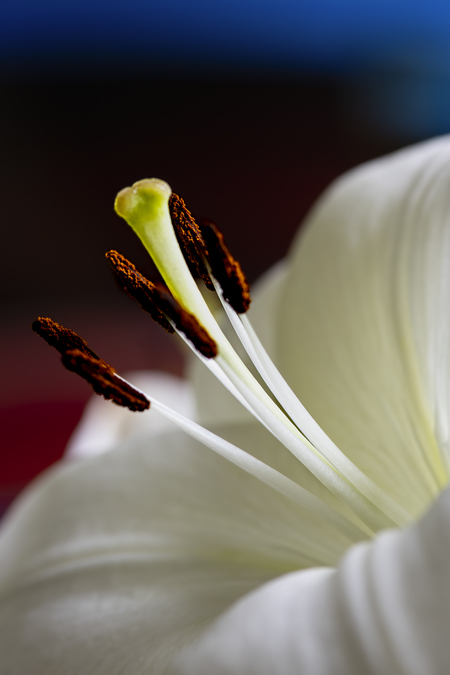 Entry image for White Lilliey 1. Clicking this image will show a larger photo