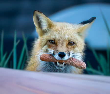 Entry image for A Fox and a Hotdog. Clicking this image will show a larger photo