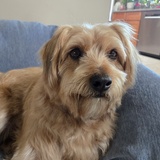 Entry image for Poppy